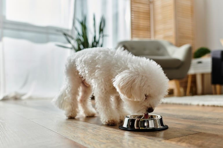 Perro comiendo