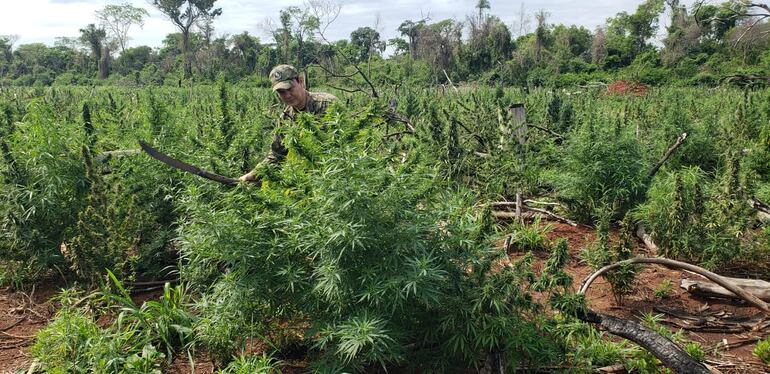 Unas 5 hectáreas de marihuana fueron destruidas.