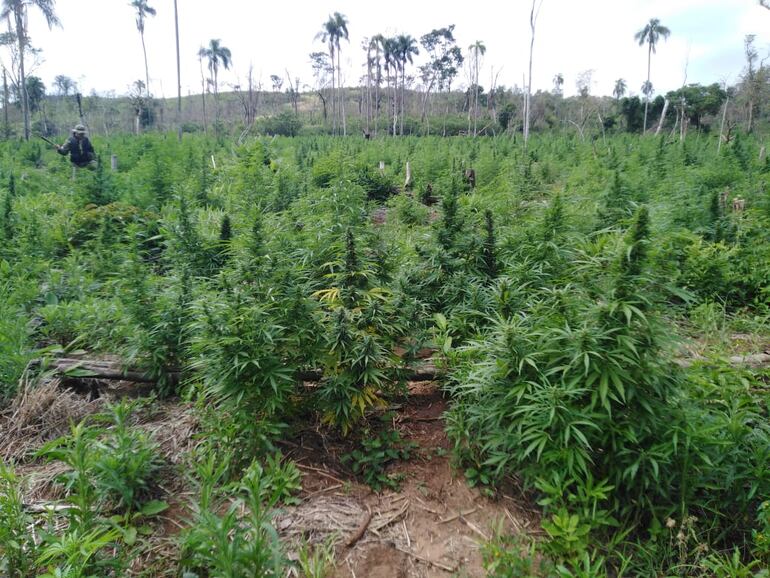 Un oficial de Antinarcóticos recorre una parte de la exuberante plantación de marihuana.