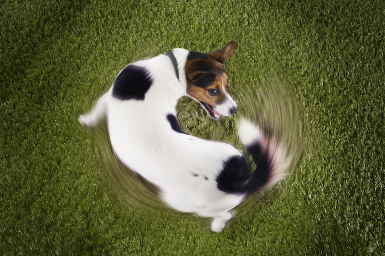 Perro persiguiendo su propia cola