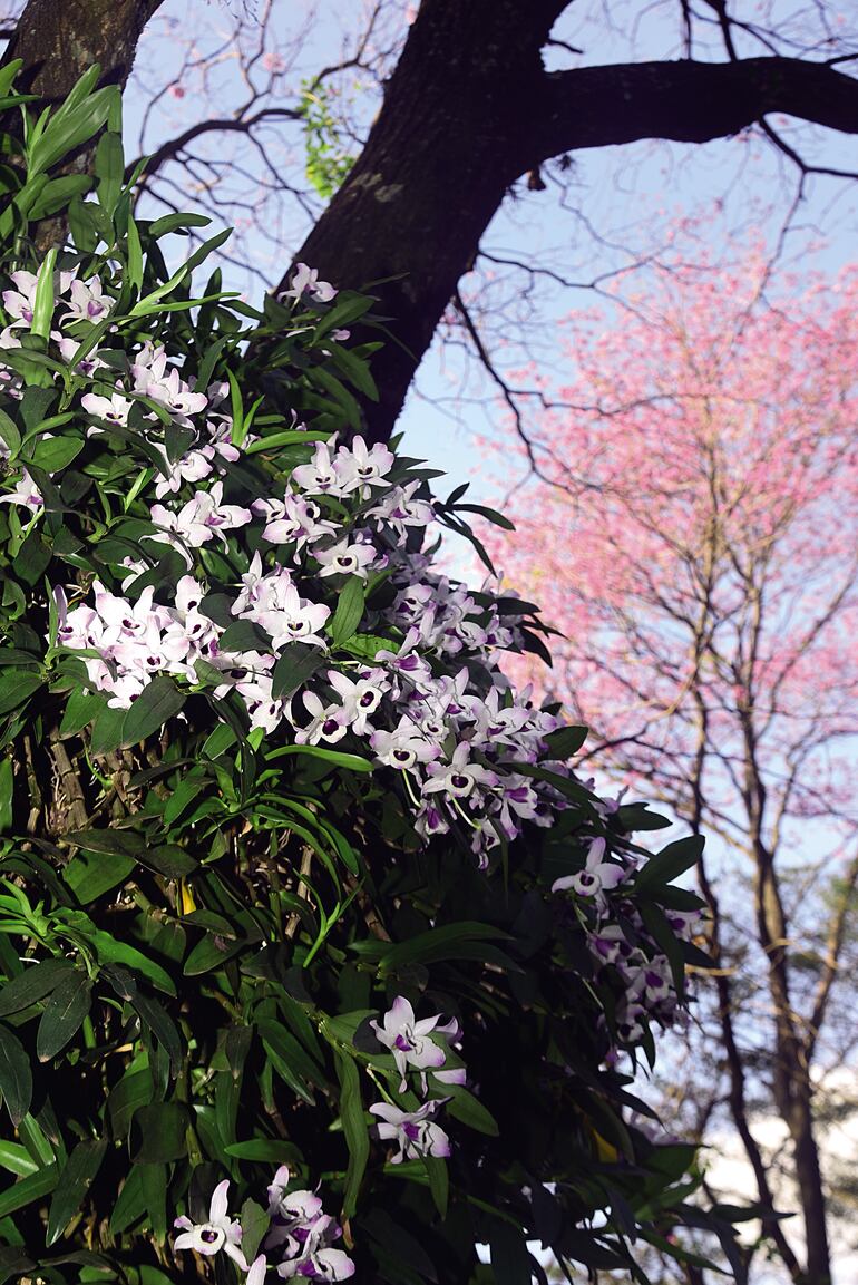 Tiempo de orquídeas