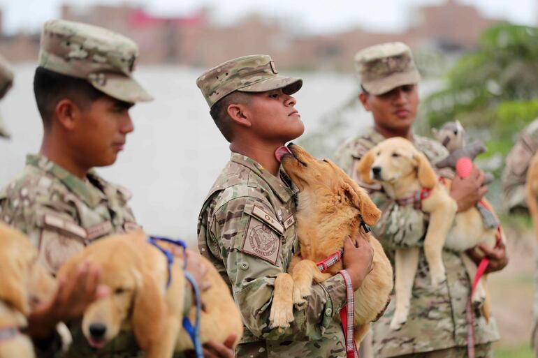 Soldados trabajan en el adiestramiento de cachorros en el departamento de adiestramiento canino de la Fuerza Aérea del Perú, en la base Las Palmas, en Lima (Perú). 