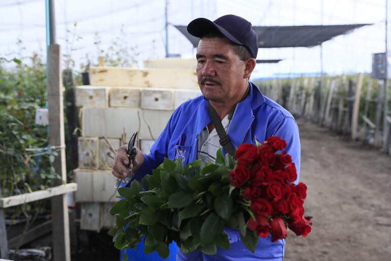 Un hombre trabaja en la recolección de flores el 31 de enero de 2024, en la hacienda Mongibello en Chía, Cundinamarca (Colombia). De los 700 millones de rosas que Colombia envía cada año a floristerías de todo el mundo por San Valentín, nuevas variedades han nacido de mezclas que resultan en colores morados, rosados o anaranjados, todos ellos especiales y únicos en el mundo. Las variedades de rosas colombianas que se exportan para ser regaladas en Estados Unidos, Japón, Canadá, Reino Unido o España, entre otros países, tienen derechos de propiedad intelectual a nombre de los creadores originales de las variedades, a los que la industria llama 'breeders' (criadores).