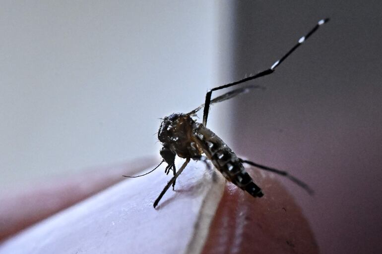 Mosquito Aedes aegypti, responsable de la transmisión del virus del dengue.