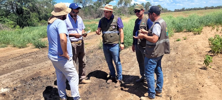 Técnicos del Senave durante una de las jornadas de monitoreo y control de daños del ataque de langostas en el Chaco.