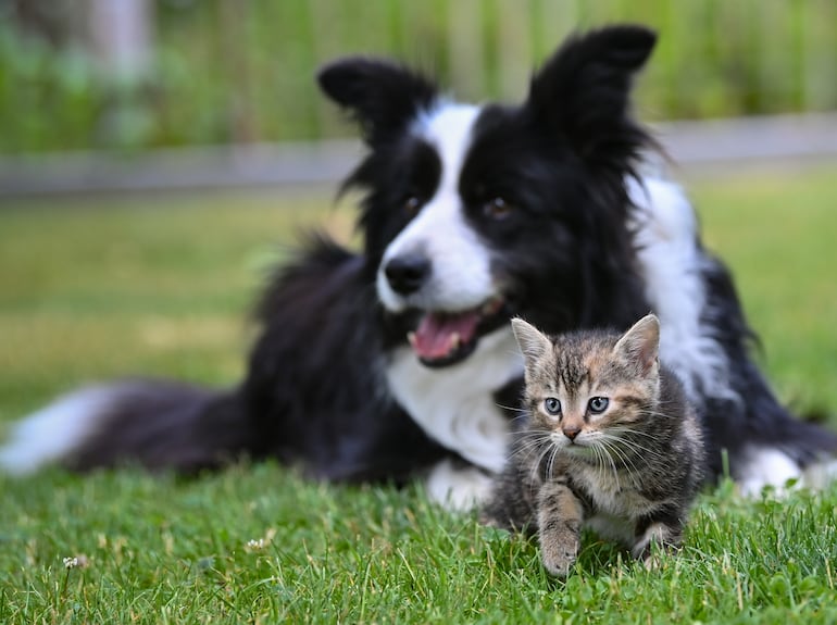 Una hembra border collie descansa en el césped  de un jardín junto a un gatito de pocas semanas. La amistad entre animales también puede darse entre especies distintas.