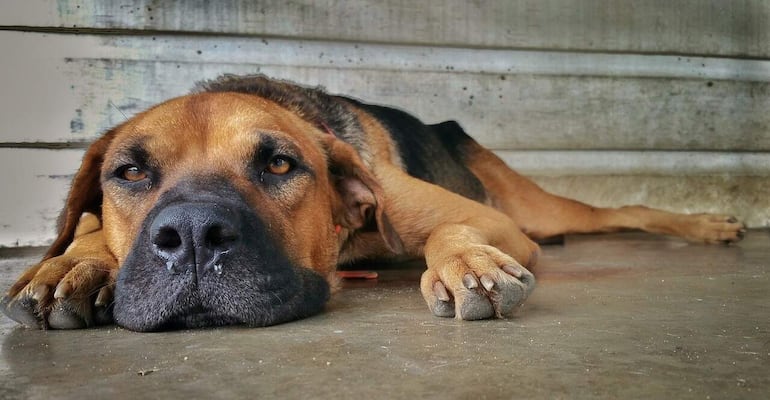 La leptospirosis es una enfermedad causada por una bacteria que afecta a los perros, otros animales e inclusive a los seres humanos.