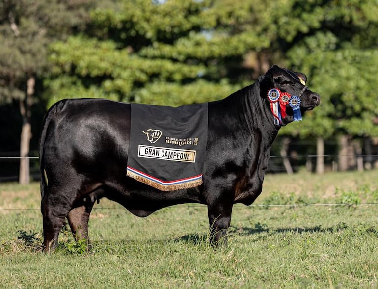 Un 33 % de la vaca Tamy se vendió anoche en un precio récord.