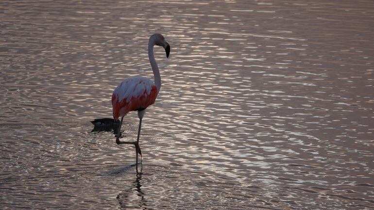 El flamenco es una de las aves migratorias que se refugia en las lagunas - Foto: Jack Recalde