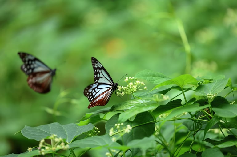 Mariposa tigre castaño (Parantica sica).