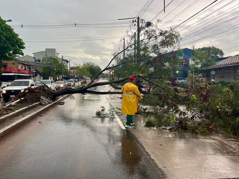 Solo en Asunción, cayeron casi 30 árboles durante las tormentas de este viernes.