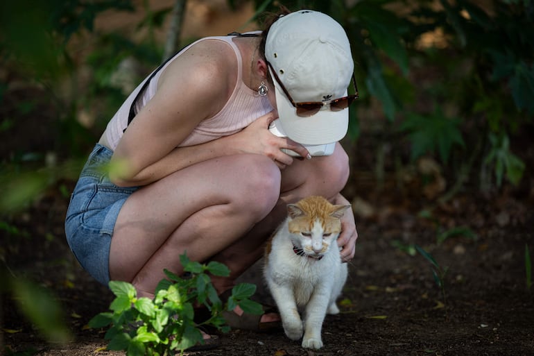 Una mujer ve a su gato herido. Cuidar de un gato que ha sufrido una herida puede ser un desafío, pero con los pasos adecuados, es posible ayudar a sanar y prevenir infecciones, siempre con una oportuna consulta al veterinario.