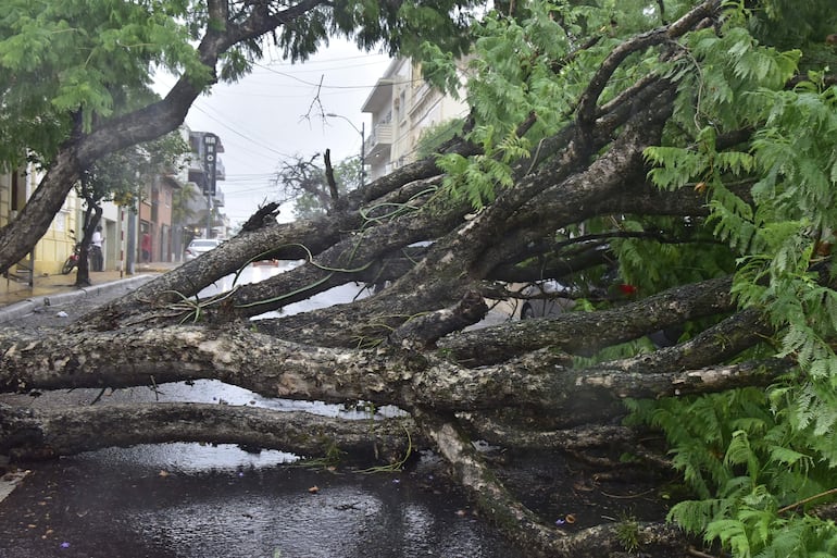 Árbol caído en la calle Caballero casi Fulgencio R. Moreno de Asunción.