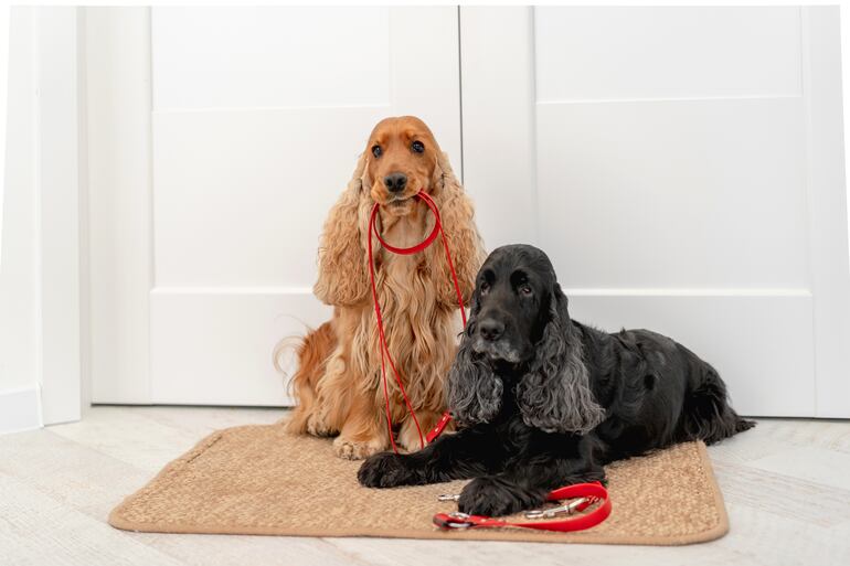 Perros de la raza Cocker Spaniel.