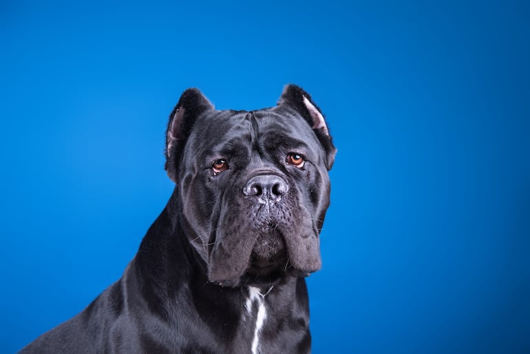 Perro de raza Cane Corso.