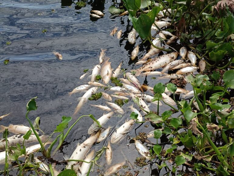 Cantidad de peces muertos flotan en el arroyo Ñeembucú.