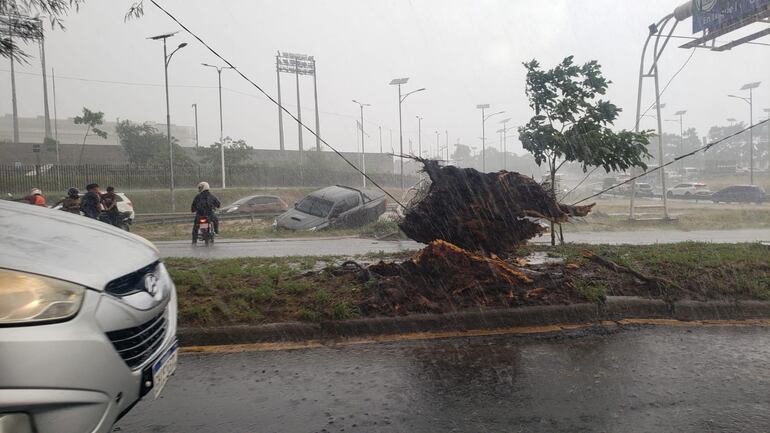 Un árbol derribado por los fuertes vientos y un  vehículo cayó en una banquina.