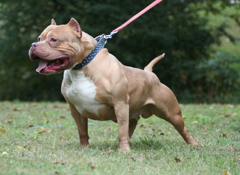 Este es un ejemplar de raza pitbull. Una niña está  internada en un hospital de Ciudad del Este por mordidas de esta especie.