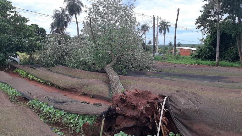 J. Augusto Saldívar dos parcelas de cultivos de hortalizas fueron afectadas debido a que un árbol cayó sobre ellas.