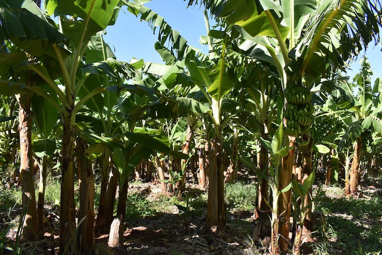 
La banana es uno de los principales rubros de renta de las familias de esta parte del departamento de San Pedro 