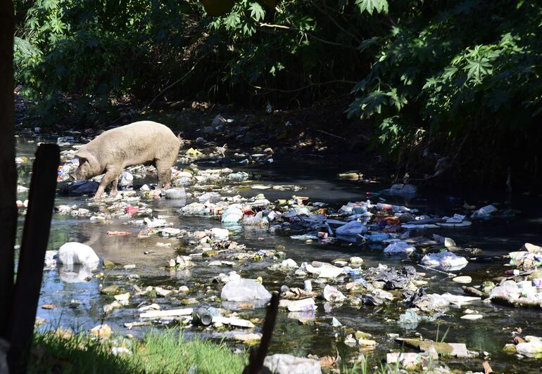 Un cerdo pasea por arroyo utilizado como basural.