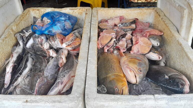 Una gran variedad de pescado se podrá encontrar en la localidad de San Antonio. Ultima semana de venta.