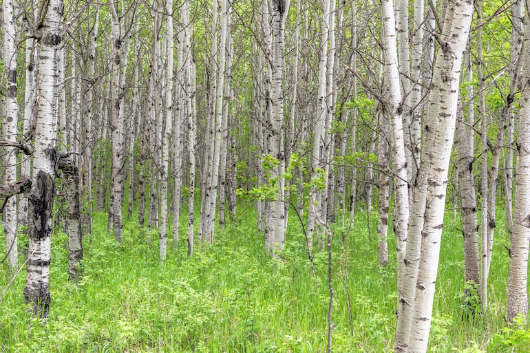 Bosque de abedules jóvenes.