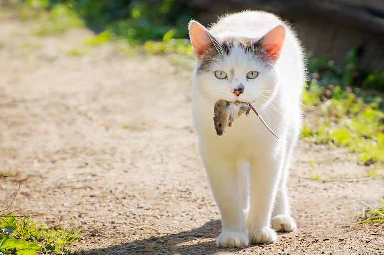 Un gato trae un ratón de regalo a sus dueños.