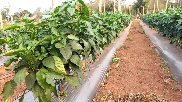 Producción de locotes de la comisión de feriantes de la capital de Misiones.