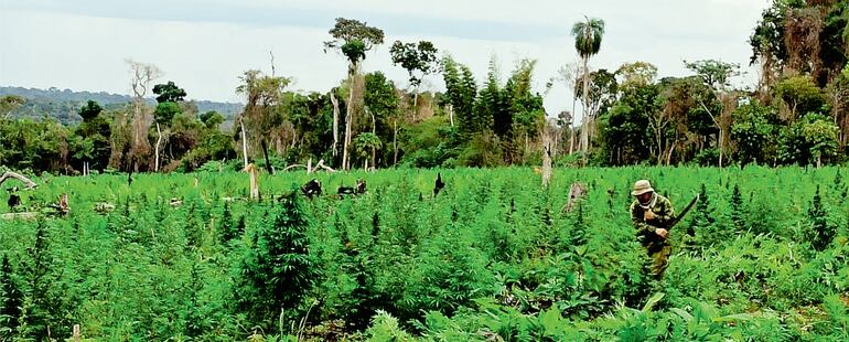 Llevaron a cabo el segundo mega operativo en este año y no descartan desarrollar una tercera incursión en Campo Morombi, para eliminar las plantaciones de mariguana en esta  reserva.