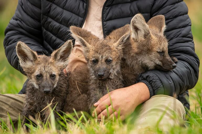 En el Refugio Faunístico Atinguy, de la Entidad Binacional Yacyretá, se celebra el nacimiento de tres nuevos ejemplares de Aguara Guasu (Chrysocyon brachyurus), una especie en peligro de extinción en nuestro país.