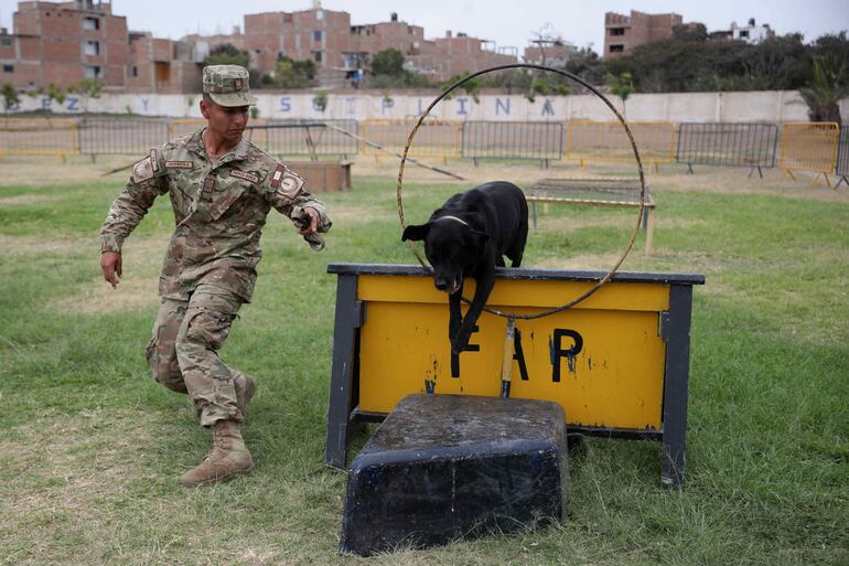 Así es el entrenamiento de los perros salvavidas en Perú. 