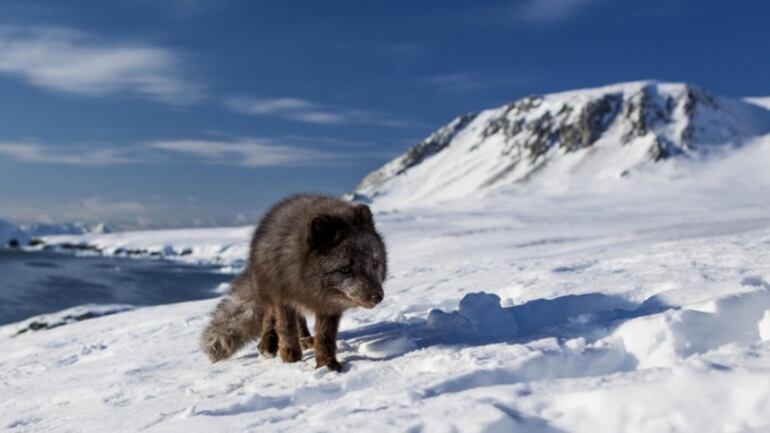 Un zorro ártico realizó una caminata récord de 3.500 km desde Noruega hasta Canadá.