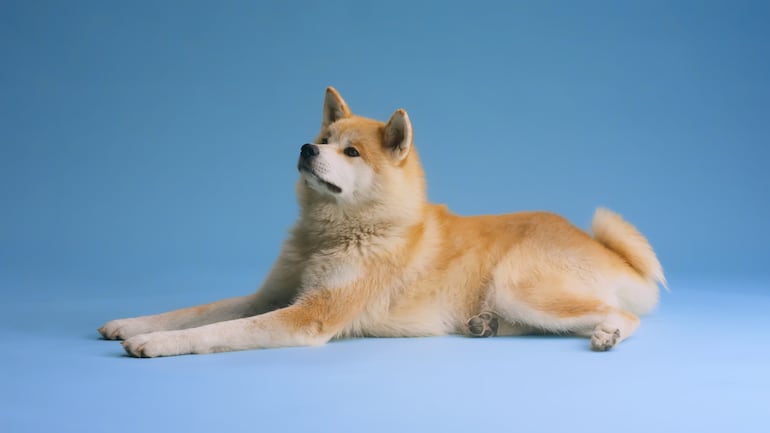 Perro de raza Akita Inu.