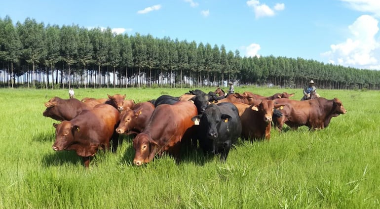 Paraguay tiene calidad de carne, pero hay que demostrarlo para lograr mejores mercados.