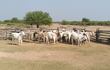 Parte de las 45 vacas preñadas, denunciadas como robadas, y recuperadas por agentes policiales, en la zona de Bahía Negra, Alto Paraguay.