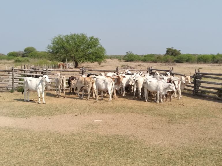 Parte de las 45 vacas preñadas, denunciadas como robadas, y recuperadas por agentes policiales, en la zona de Bahía Negra, Alto Paraguay.