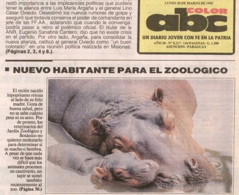 Hipopótamo de tapa. En 1995, "Rayito de Sol" era fotografiado en la portada del diario ABC junto a su madre. Se desconoce el destino de la hembra de esta especie actualmente.