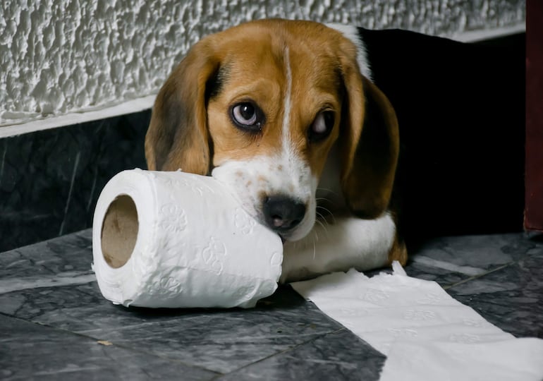 El perro de raza beagle es muy activo y enérgico, más vale que estés predispuesto a seguir a este atleta de cuatro patas que requiere bastante estimulación física y mental para que no se aburra.