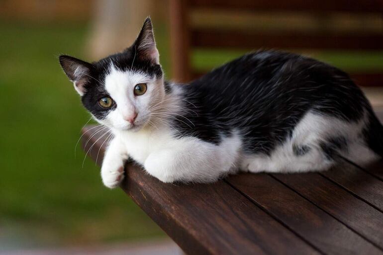 Cada animal requiere de unos cuidados diferentes según sea la especie y entre ellas la raza. No es lo mismo atender las necesidades vitales de un gato o de un perro que las de un loro o un conejo.