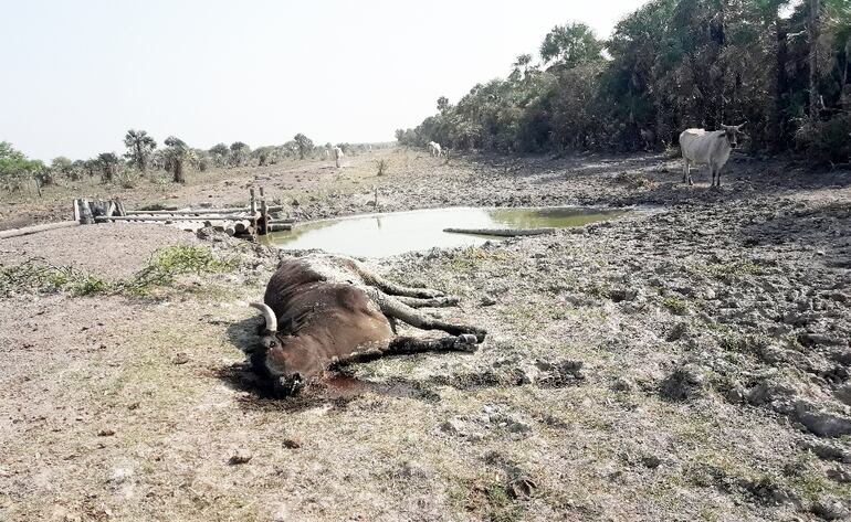 La sequía comienza a causar de nuevo mortandad de animales vacunos en el Chaco.