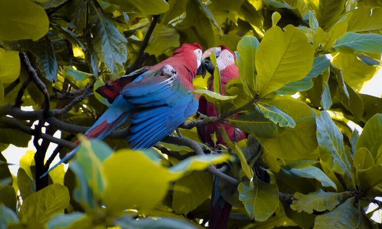 Hermosas aves disfrutan de su hábitat natural, en el departamento de Concepción.