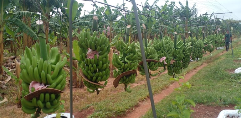 
El acarreo de las frutas desde la chacra se realiza a través de una fórmula especial preparada con cableado hasta el puesto de empaque 