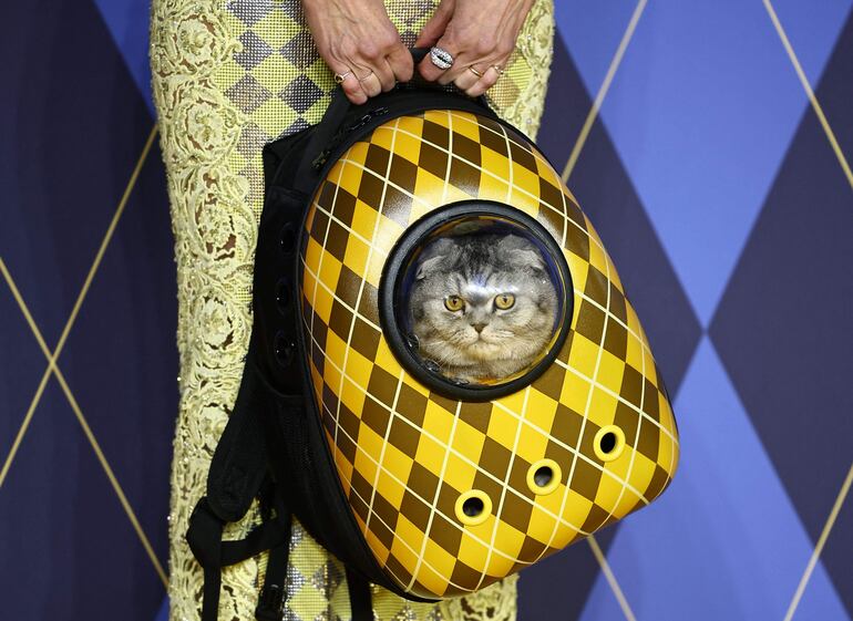 El felino llamado Chip se presenta en su cuenta de Instagram como “autor, modelo, emprendedor, influencer y nepo gato”.(HENRY NICHOLLS / AFP)