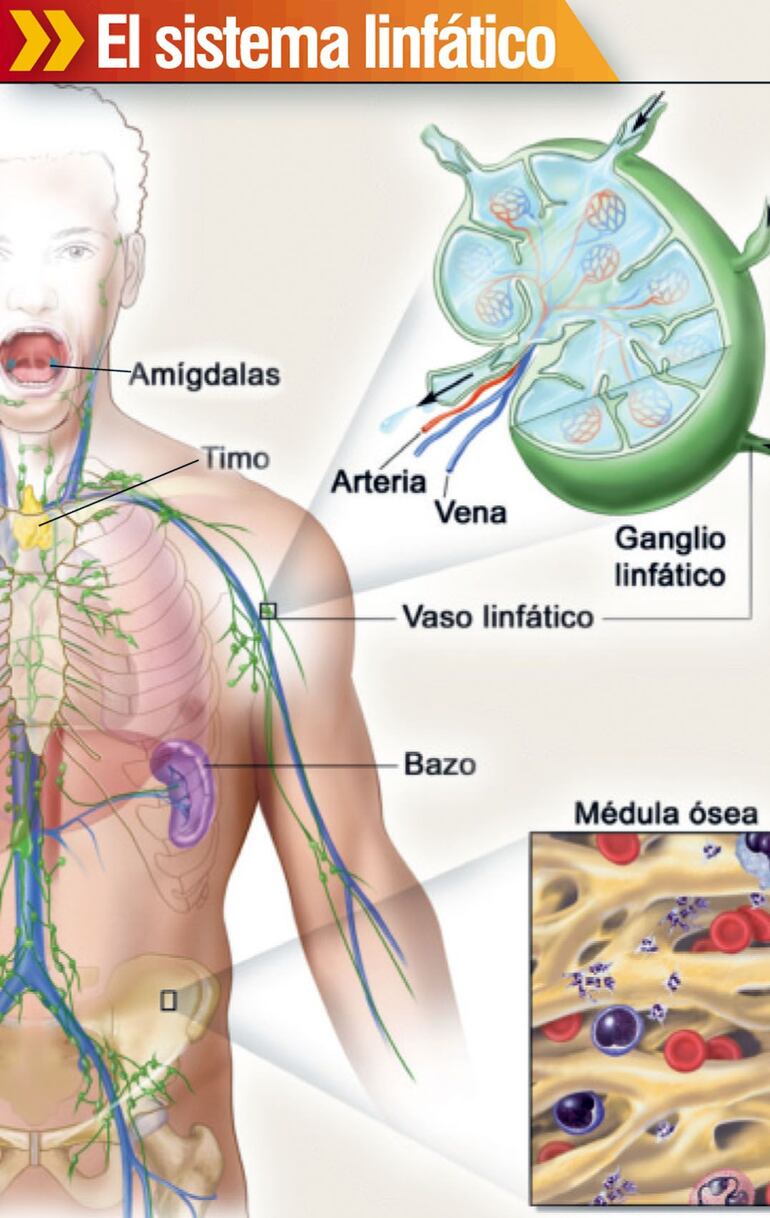 Sistema linfático.