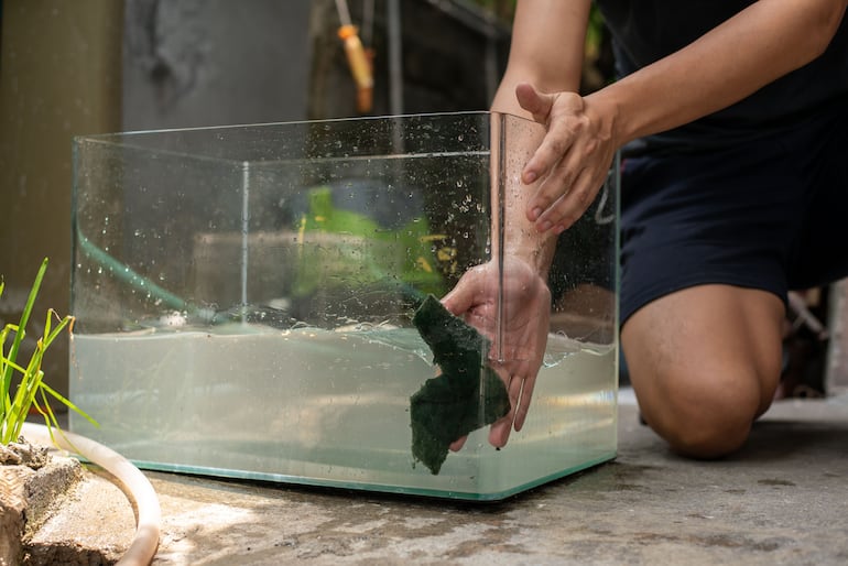 Realizá cambios parciales de agua regularmente para mantener la calidad de la pecera. Un buen estándar es cambiar entre el 20% y el 25% del agua cada dos semanas.