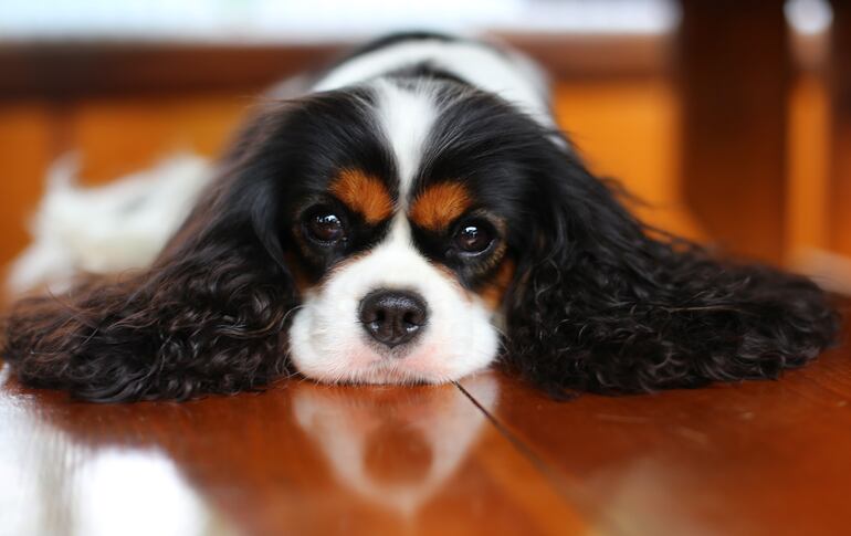 Perro de raza Cavalier King Charles Spaniel.