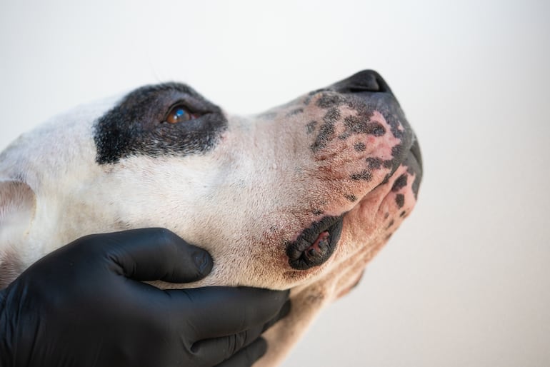 Perro con enrojecimiento por alergia alimentaria.