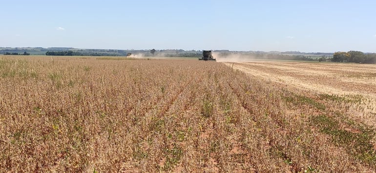 Las plantaciones de sojas están siendo muy afectadas a causa de la sequia que azota a nuestro pías.