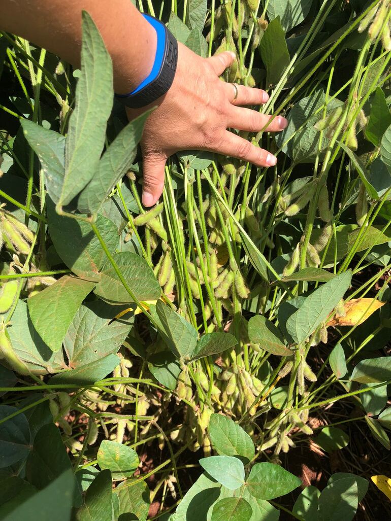 Sequías podrían afectar al cultivo extensivo y a pequeños productores de Itapúa.